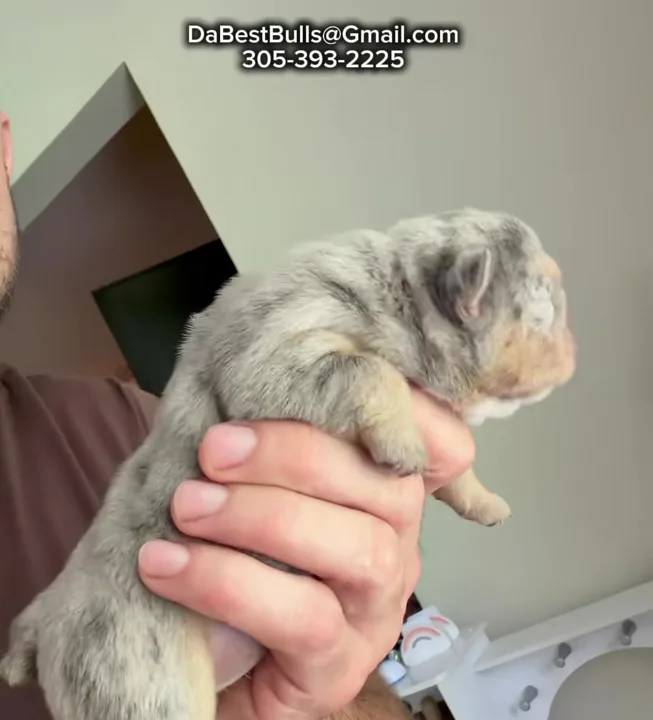 One of the new puppies