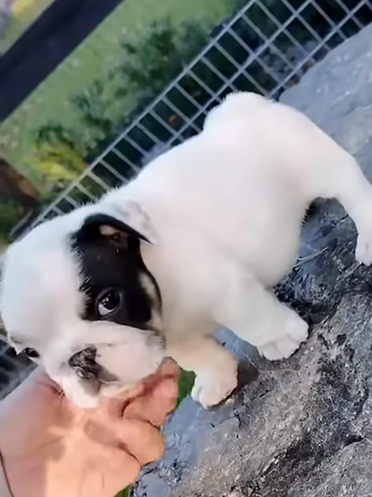 How Are Mini and Micro English Bulldogs Bred?