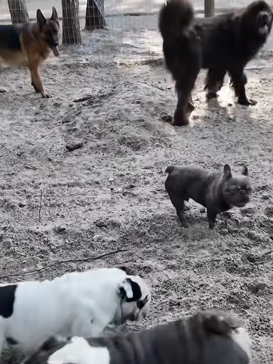 The puppy test that never lies: the parents
