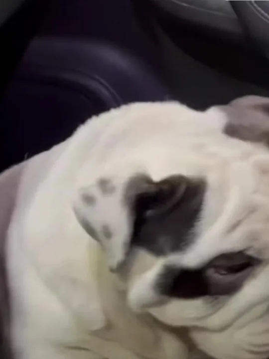 Yes, bulldogs can run and jump