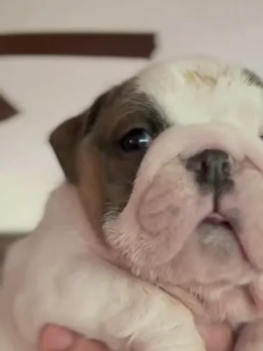 Puppies: cleaning is non-stop