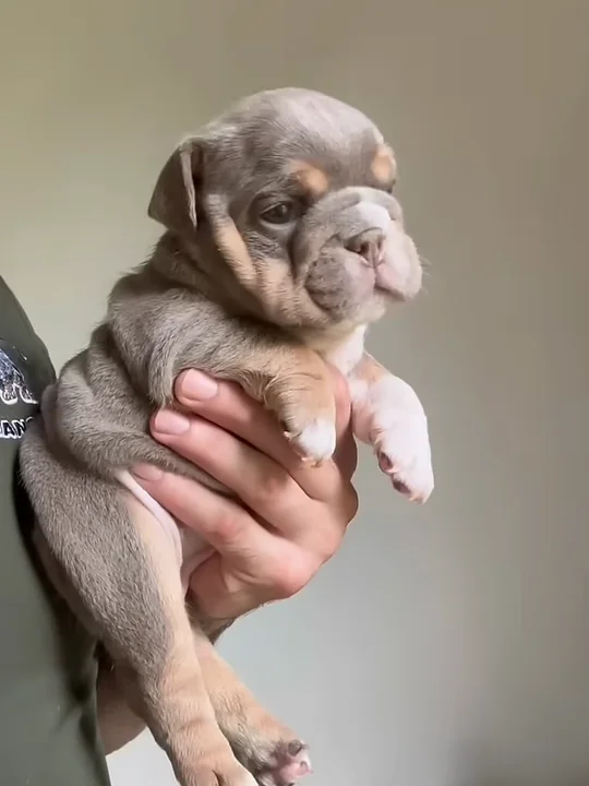 Do Mini and Micro Bulldogs Stay Small, or Are They Just Puppies?