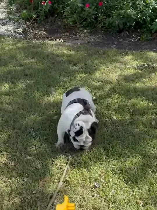 Leash training: the biggest mistake
