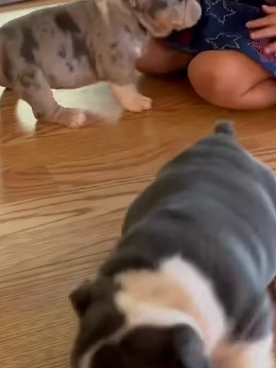 Are English Bulldogs Hard to Take Care Of?