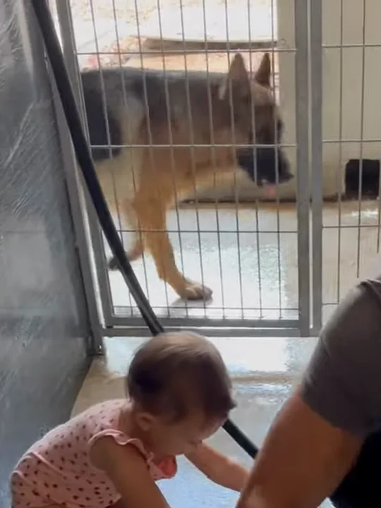 Why bathe your own dog