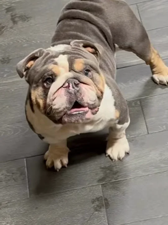 Why bulldogs look bigger than they are