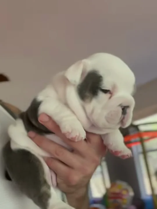 What Should I Ask Myself Before Getting a Bulldog Puppy?