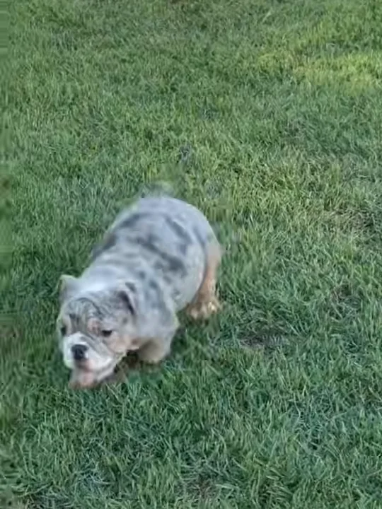 What Should I Watch Out For With a New Bulldog Puppy?
