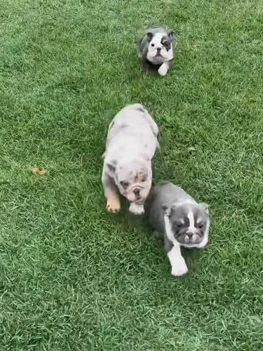 Where NOT to get a bulldog puppy