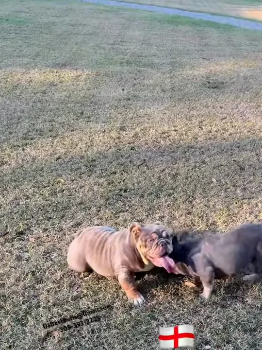 A micro English bulldog next to a mini Frenchie