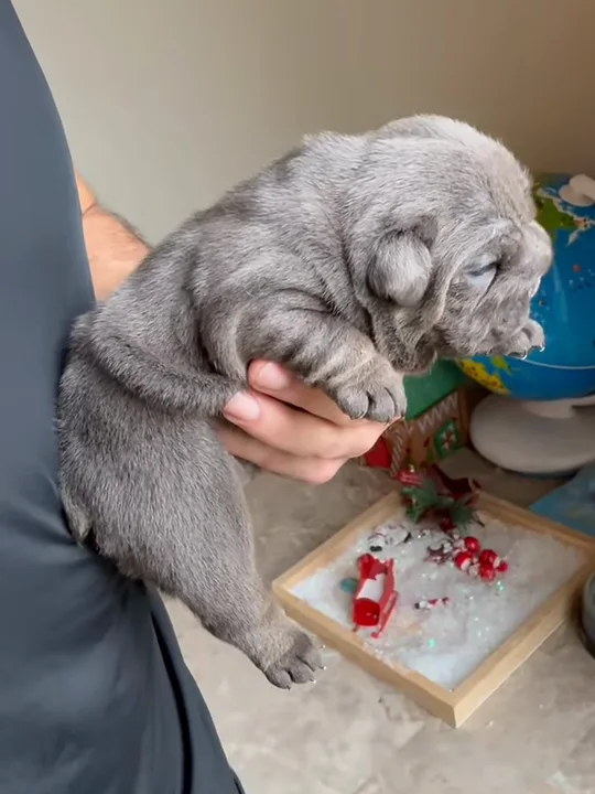 What Are the Pros and Cons of a Mini English Bulldog?