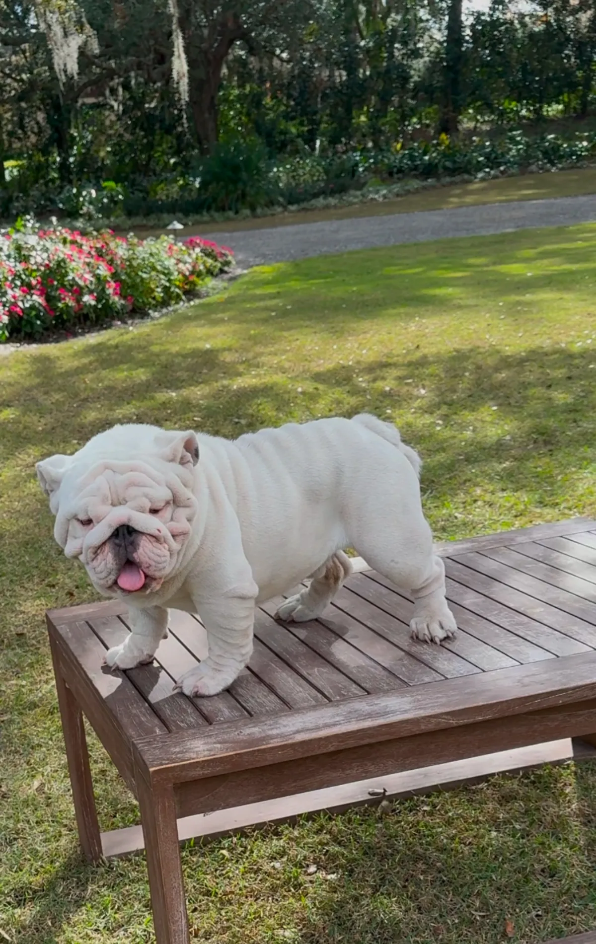 A white English bulldog stud standing on a wooden table outdoors
